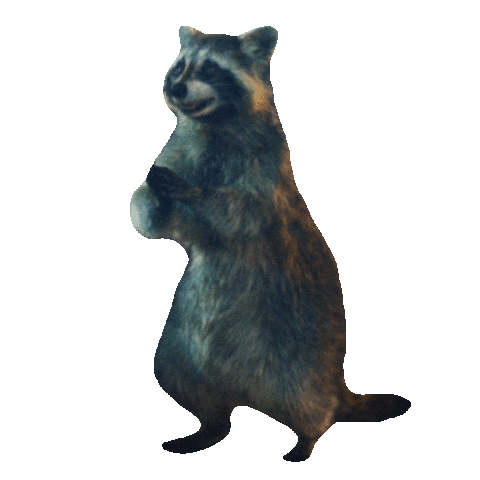 Raccoon